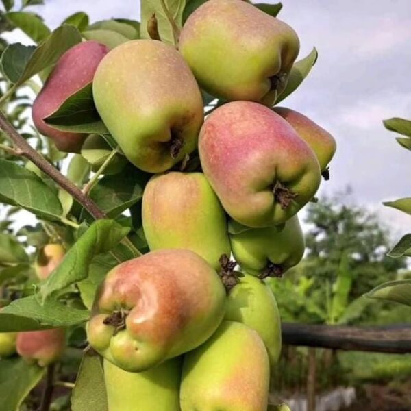 Wambugu Apple seedlings