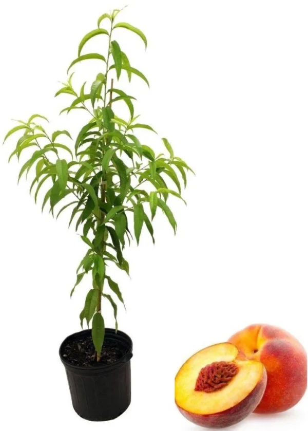 Golden Peach Fruit Seedling - Image 3