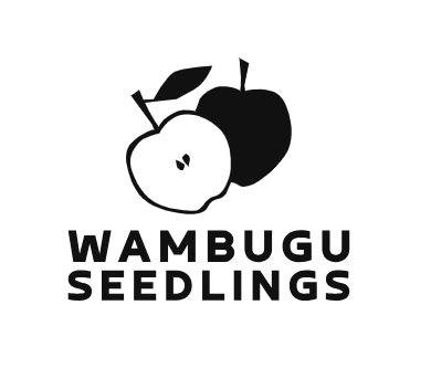 Wambugu Apples